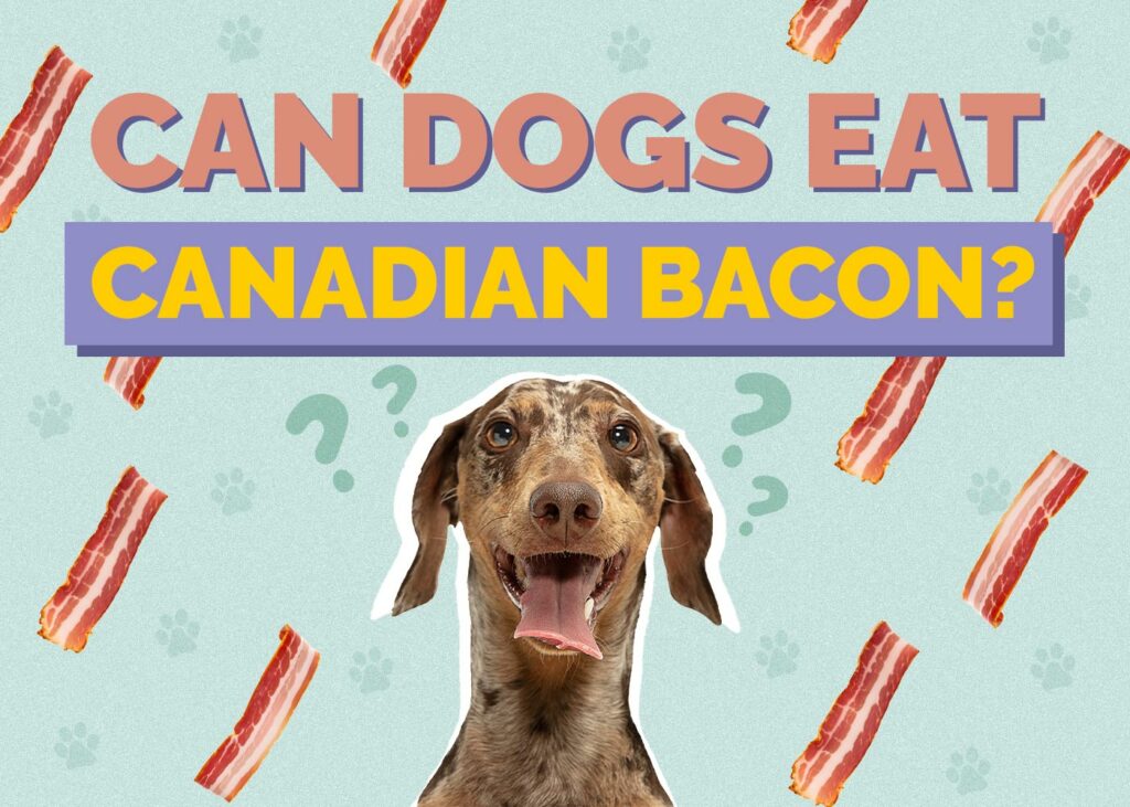 Can Dogs Eat Canadian Bacon