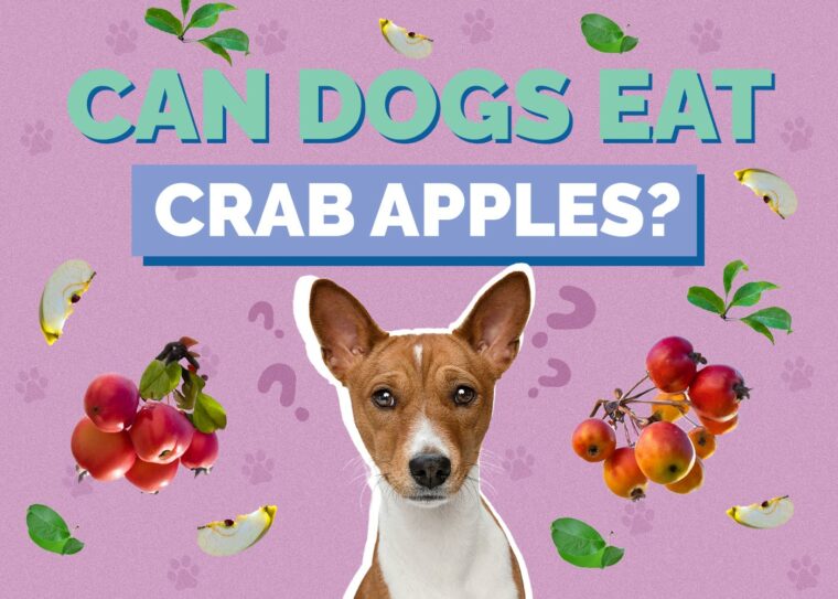 Image showcasing Can Dogs Eat Apple Cores? Vet-Approved Risks & Safety Tips | Hepper Pet ...