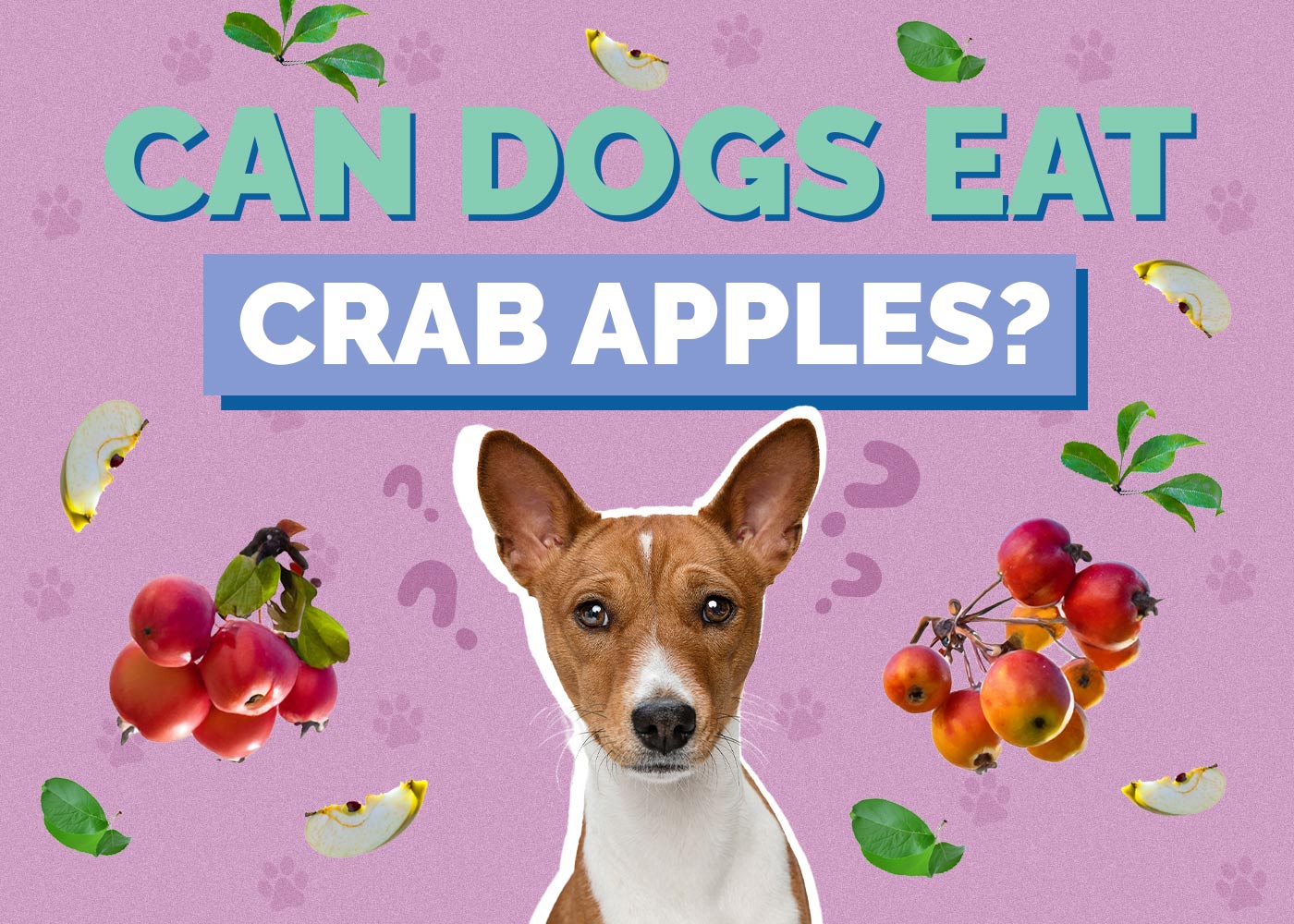 Can Dogs Eat Crab Apples