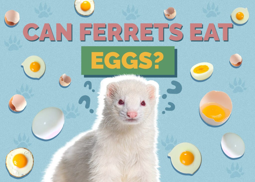 Can Ferrets Eat Eggs
