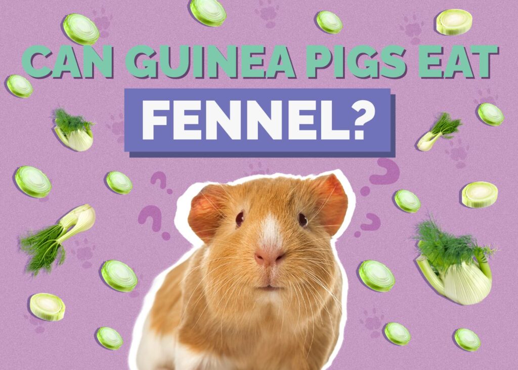 Can Guinea Pigs Eat Fennel