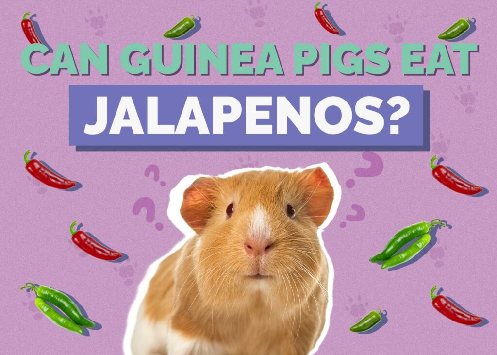 Can Guinea Pigs Eat Jalapenos