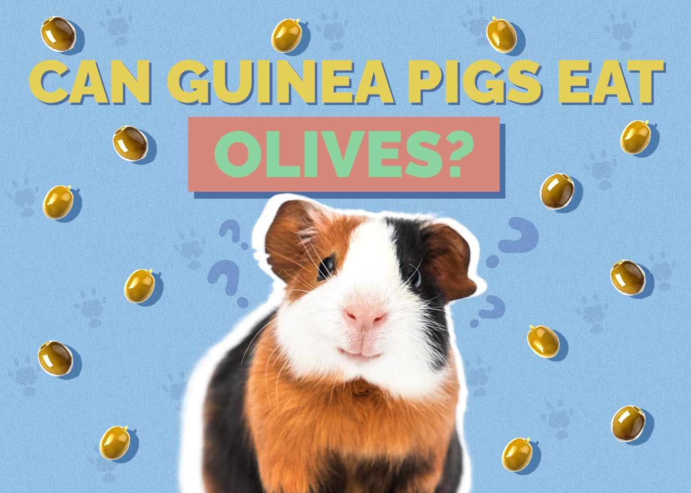 Can Guinea Pigs Eat Olives