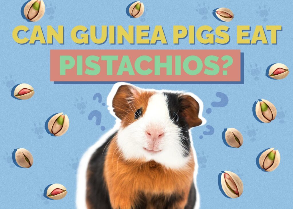 Can Guinea Pigs Eat Pistachios