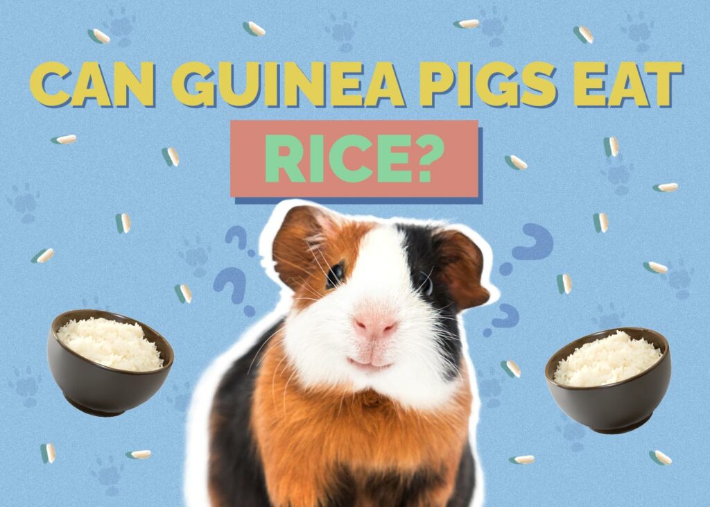 Can Guinea Pigs Eat Rice