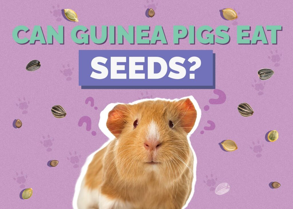 Can Guinea Pigs Eat Seeds
