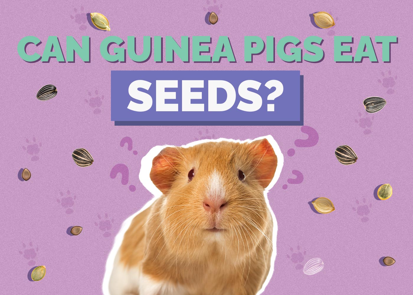 Can Guinea Pigs Eat Seeds