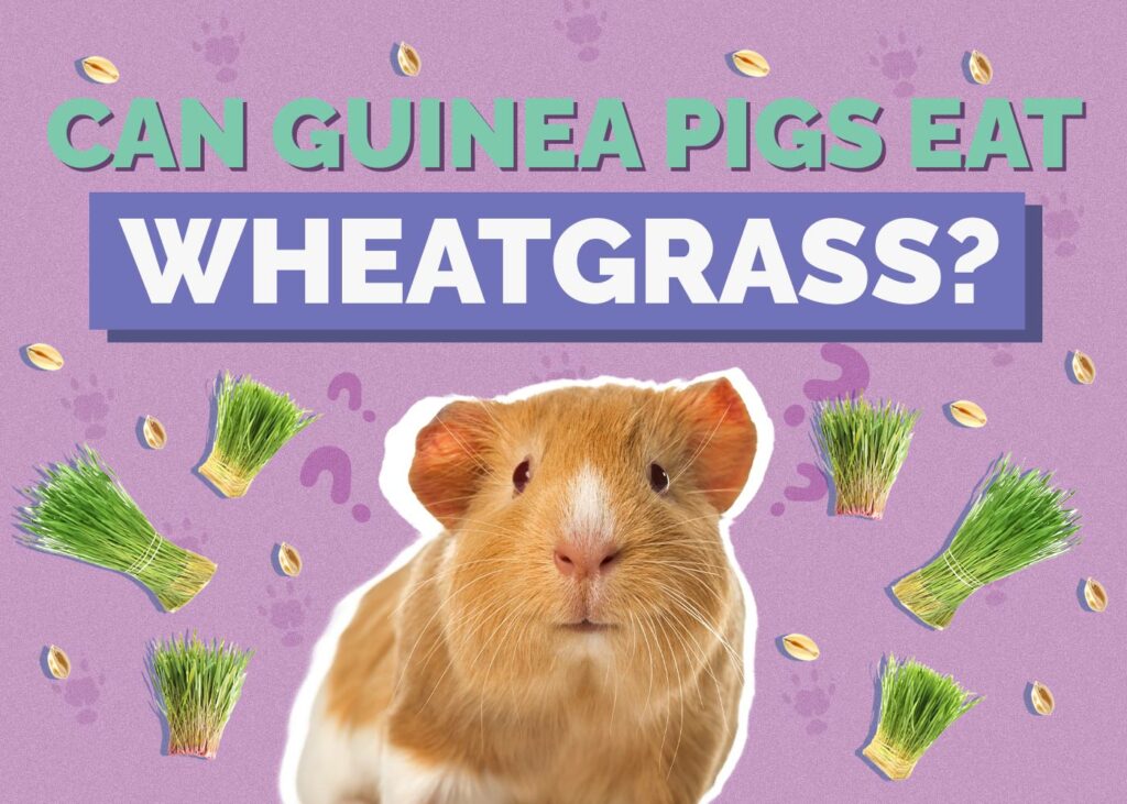 Can Guinea Pigs Eat Wheatgrass