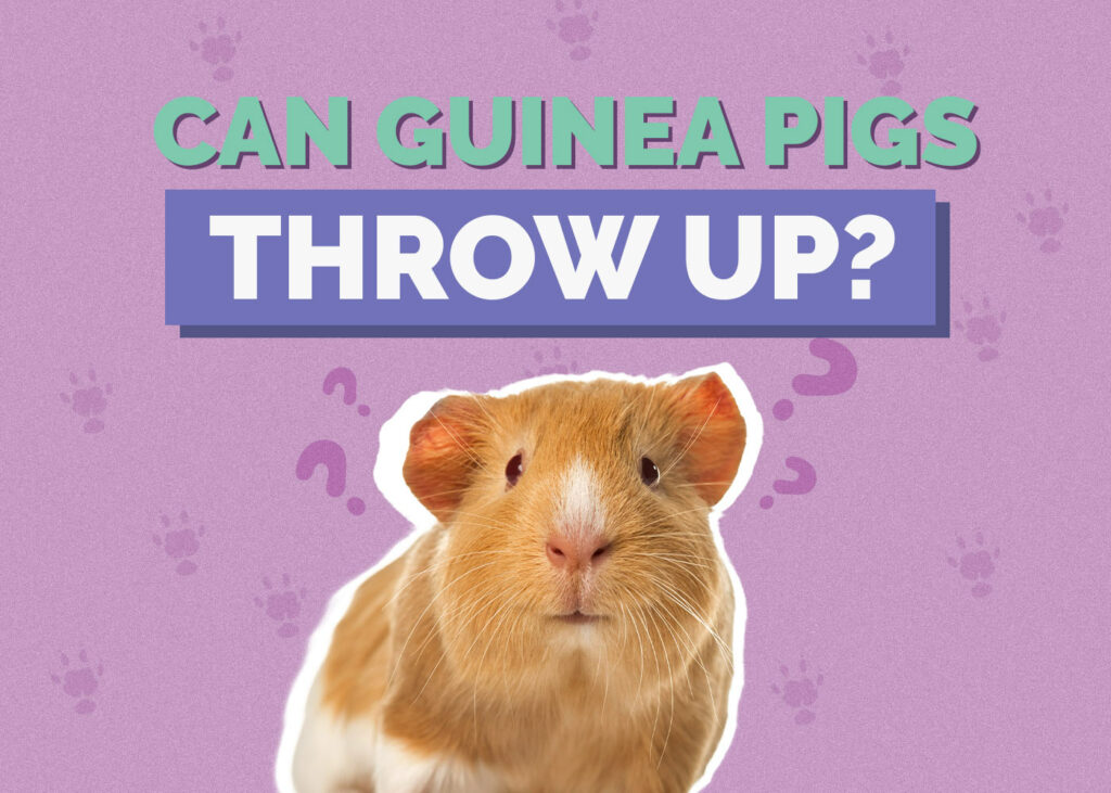 Can Guinea Pigs Throw Up