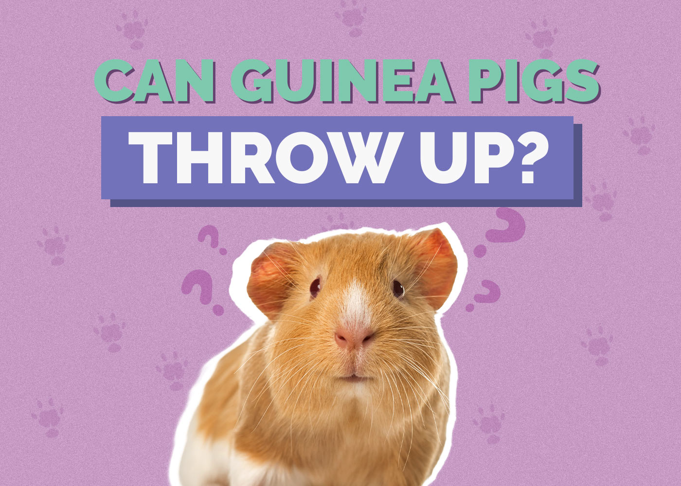 Can Guinea Pigs Throw Up