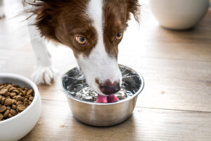Why Is My Dog Drinking So Much Water? Vet-Reviewed Causes & Concerns
