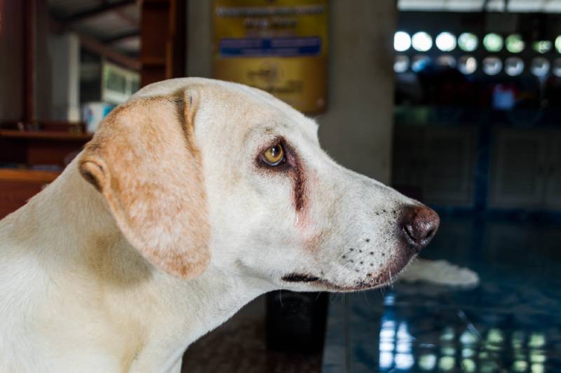 close up of a labrador dog face