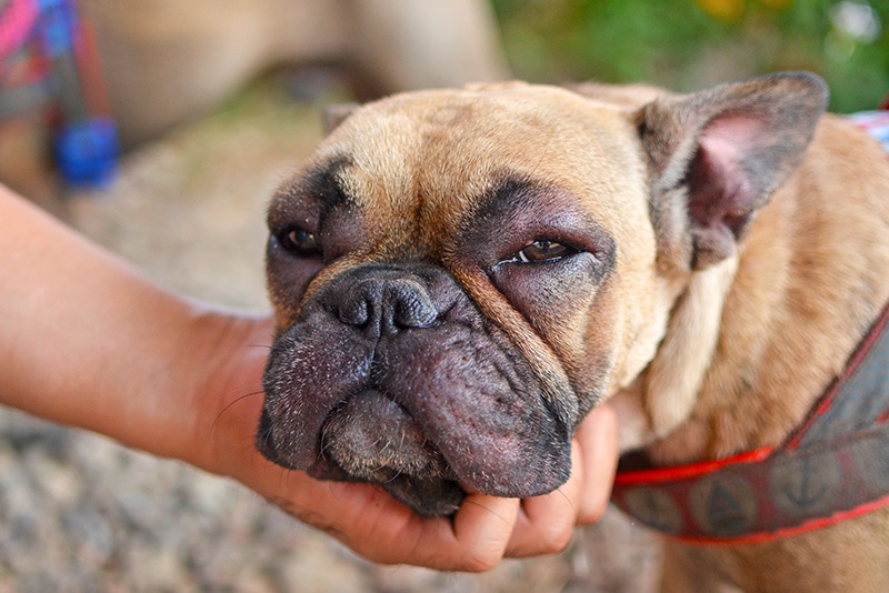 French Bulldog with swollen suffering from allergy reaction