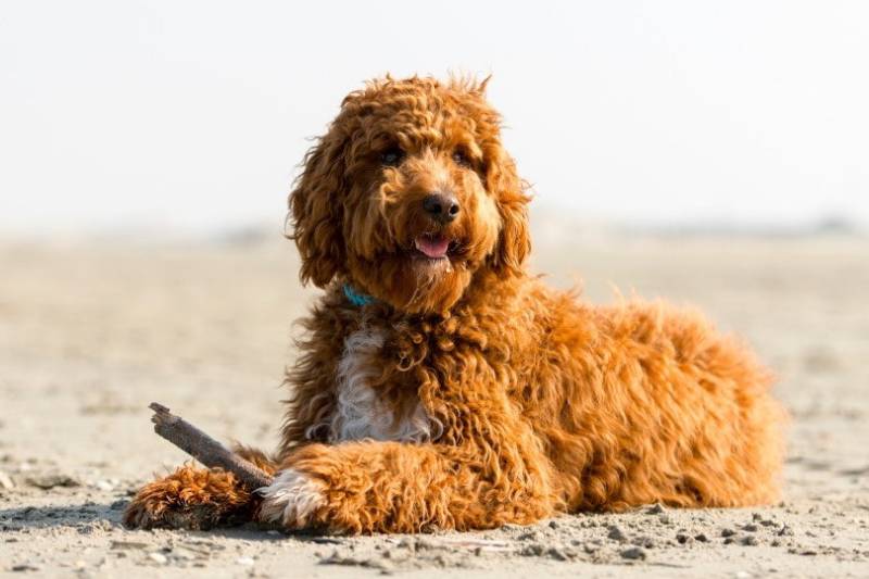 irish doodle in sand