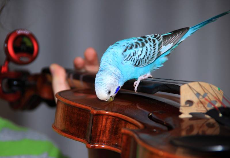 music loving blue parakeet is looking for the source of sound