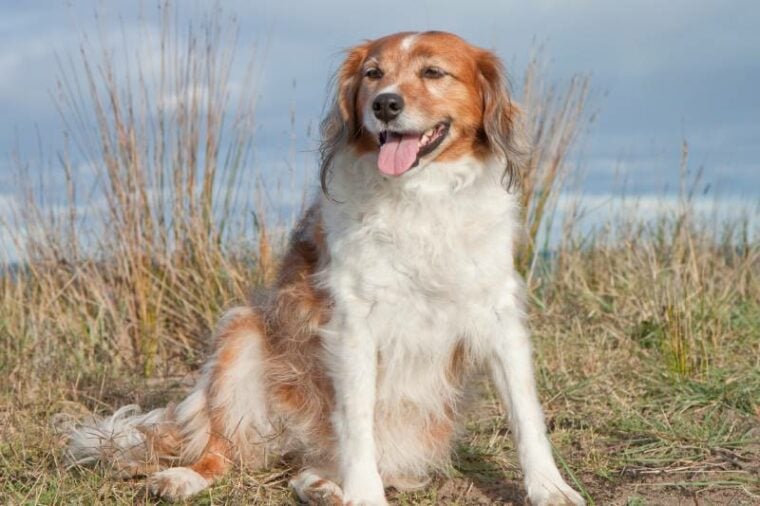 New Zealand Heading Dog Breed: Pictures, Info, Personality & More ...