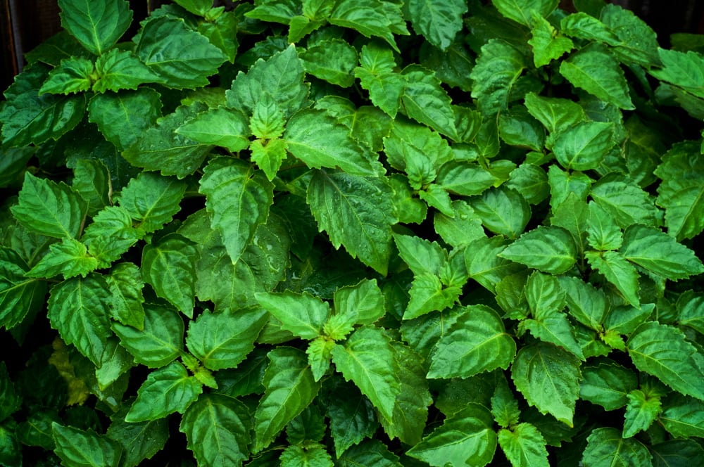 pacthouli plant