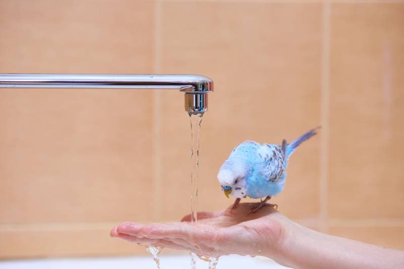 parrot on a man's arm next to a water tap