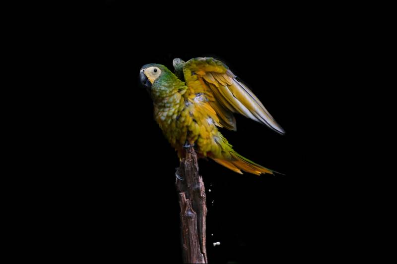 parrot pooping