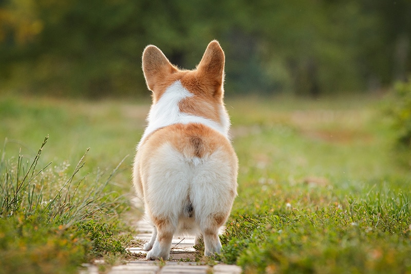 pembroke welsh corgi dog walking in the summer park