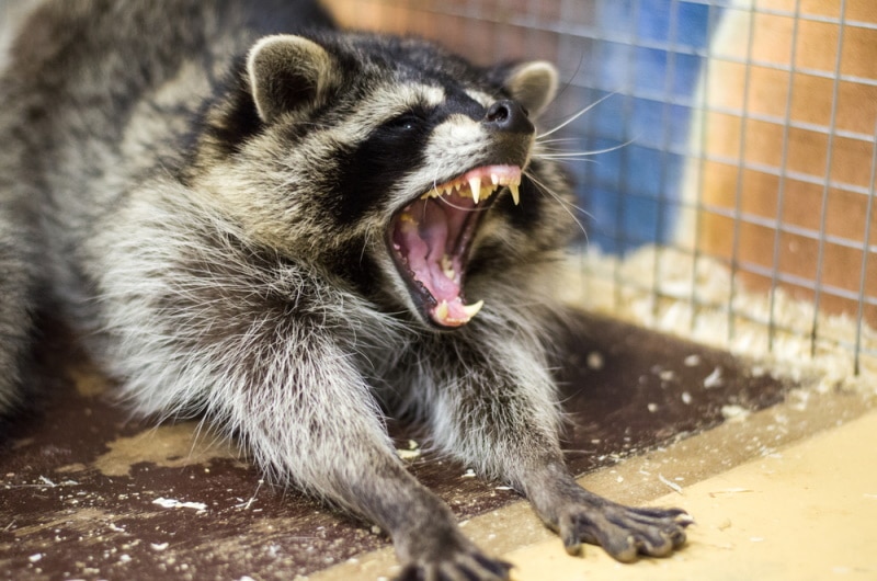raccoon with open mouth