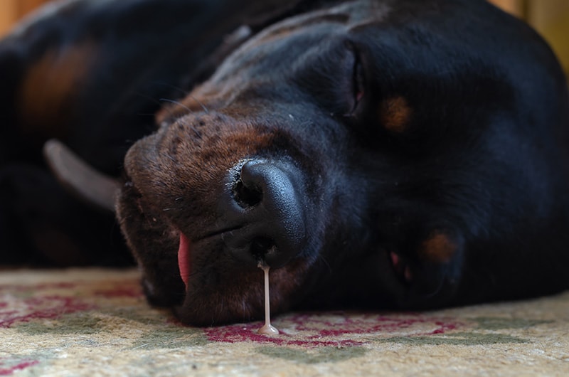 rottweiler dog with nasal discharge suffering from rhinitis