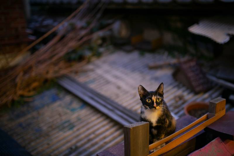 stray cat on the roof late at night