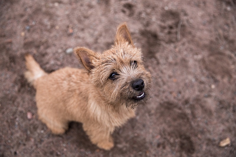 tiny brown Norwich terrier