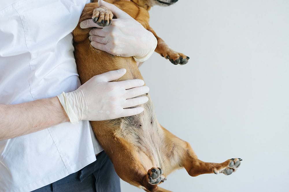 vet holding the belly of a dog