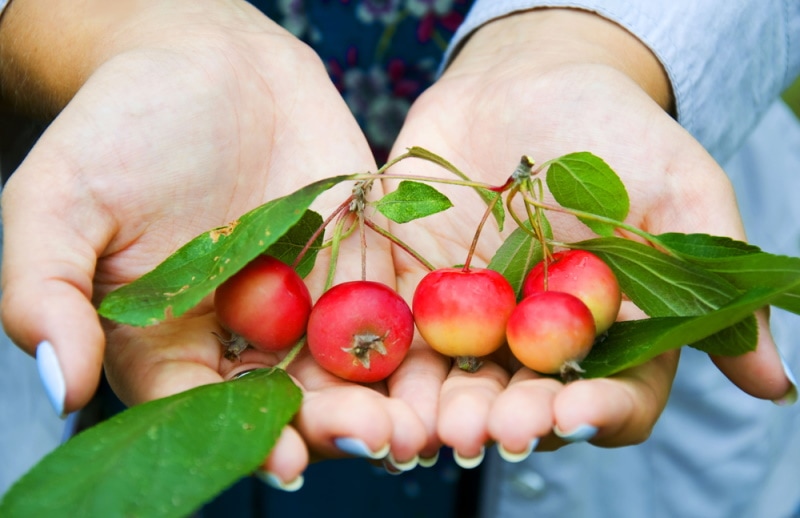woman holding crab apples