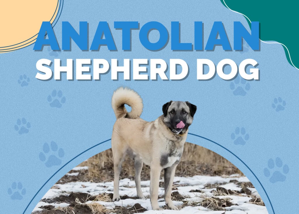 Anatolian Shepherd Dog