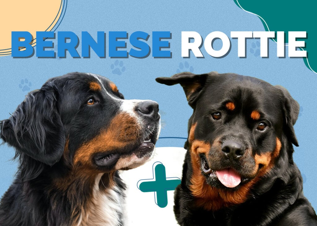 Bernese Rottie (Bernese Mountain Dog & Rottweiler Mix)