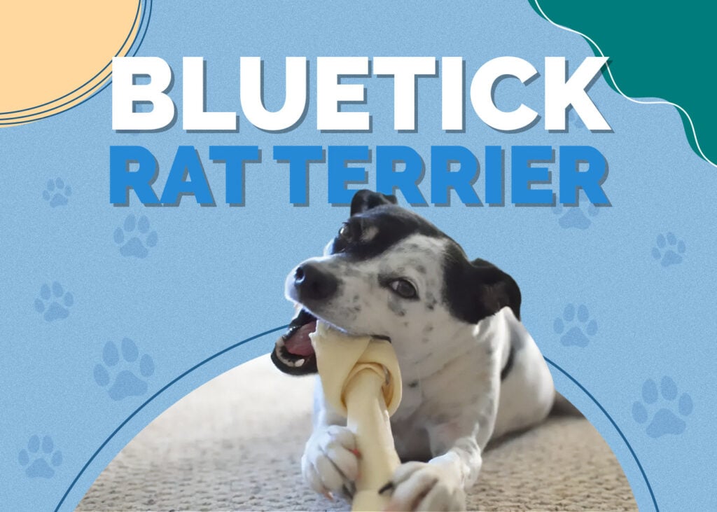 Bluetick Rat Terrier (Bluetick Coonhound & Rat Terrier Mix)