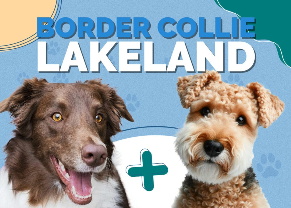 Border Collie Lakeland