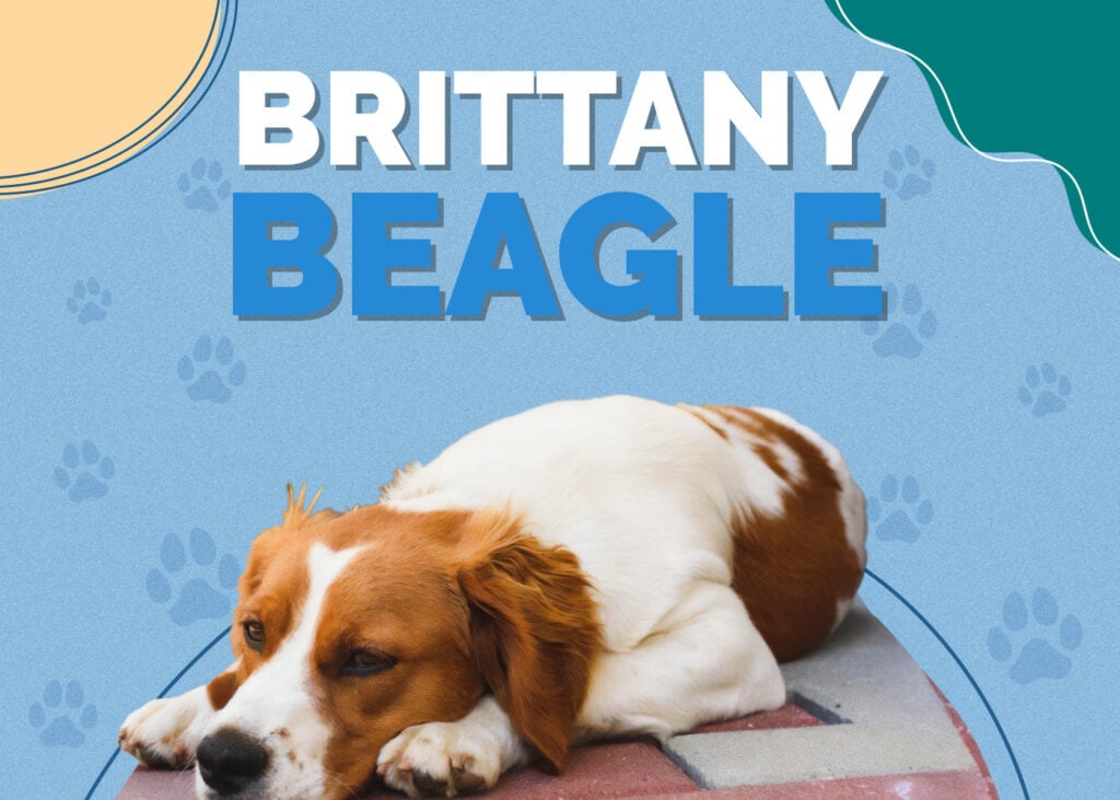 Brittany Beagle (Brittany & Beagle Mix)