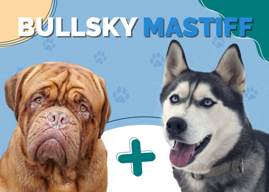 Bullsky Mastiff (Bullmastiff & Siberian Husky Mix)