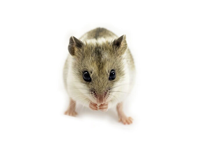 Picture of Image result for Hamster illnesses in animals