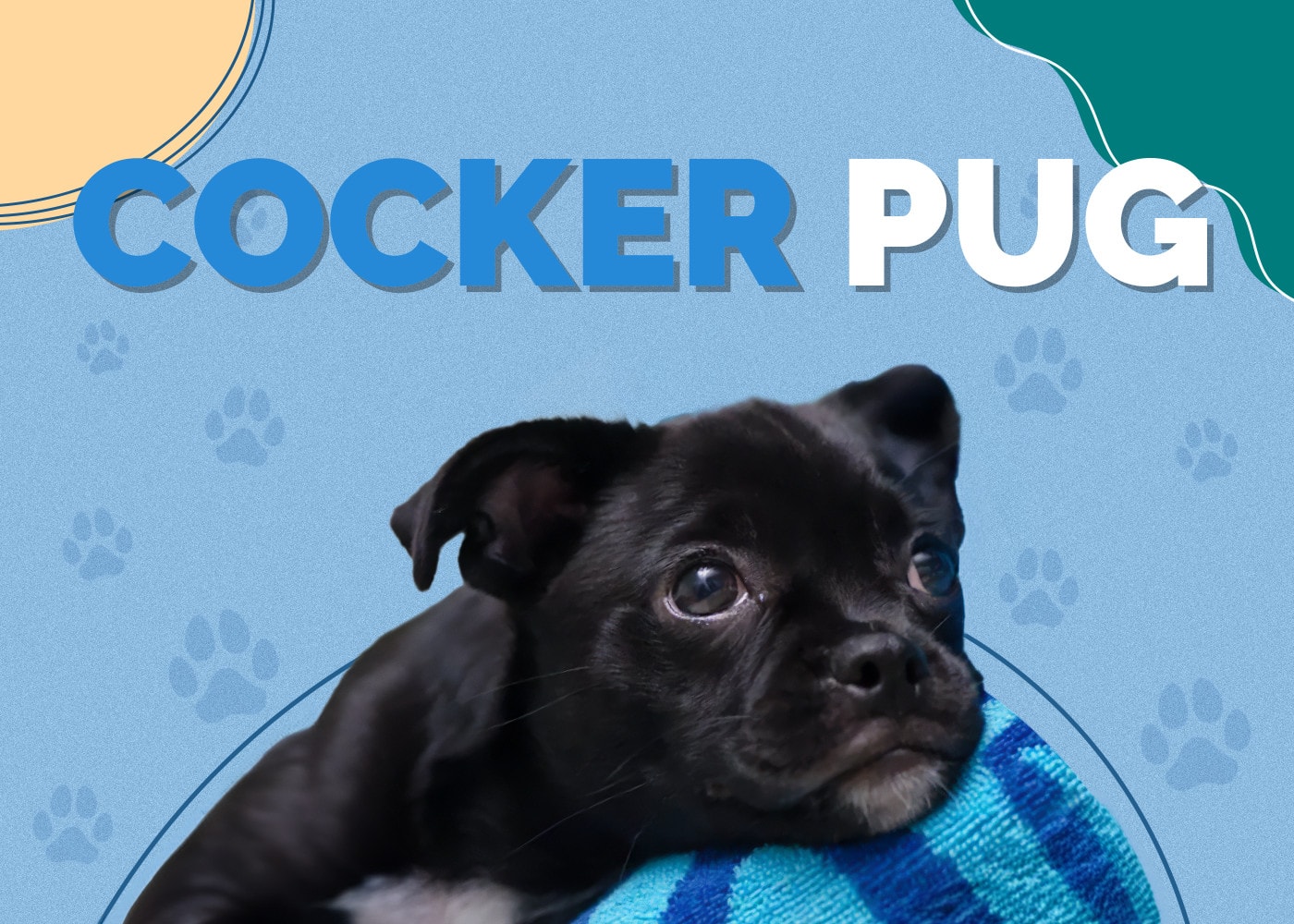 Cocker Pug (Cocker Spaniel & Pug Mix)