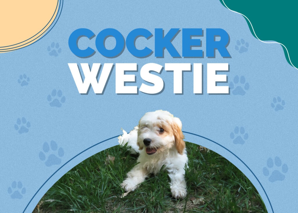 Cocker Westie (Cocker Spaniel & Westie Mix)