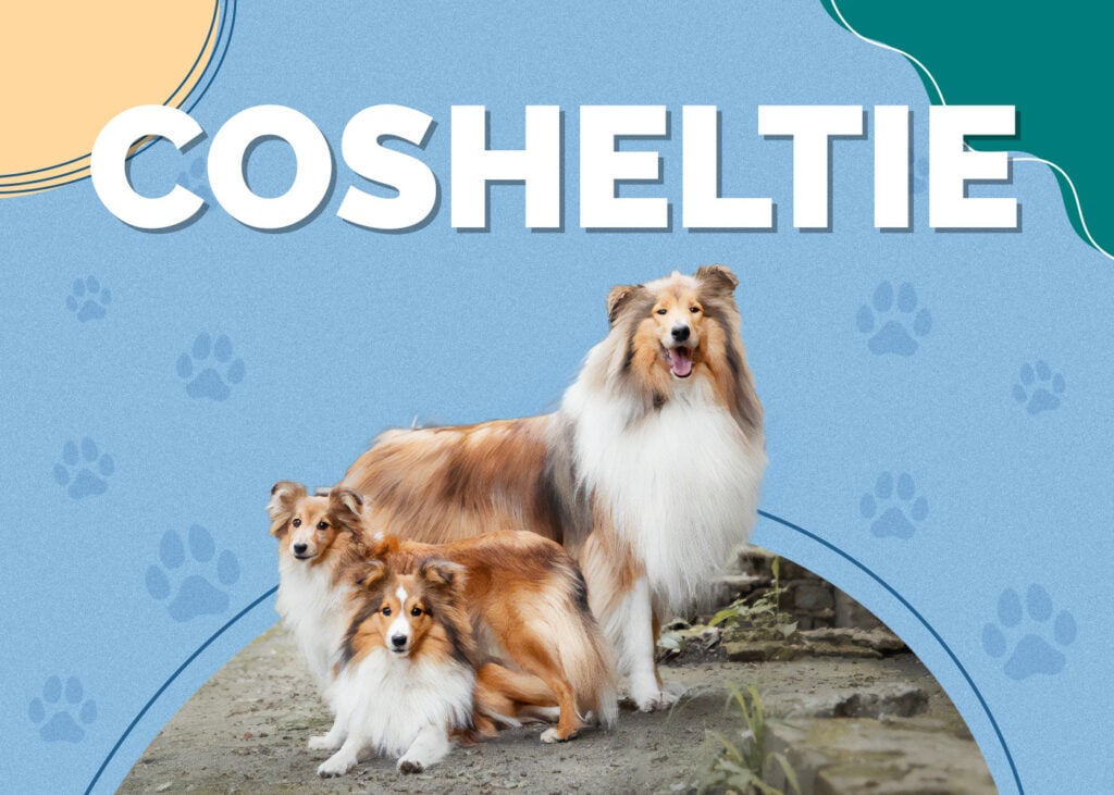 Cosheltie (Collie & Shetland Sheepdog Mix)