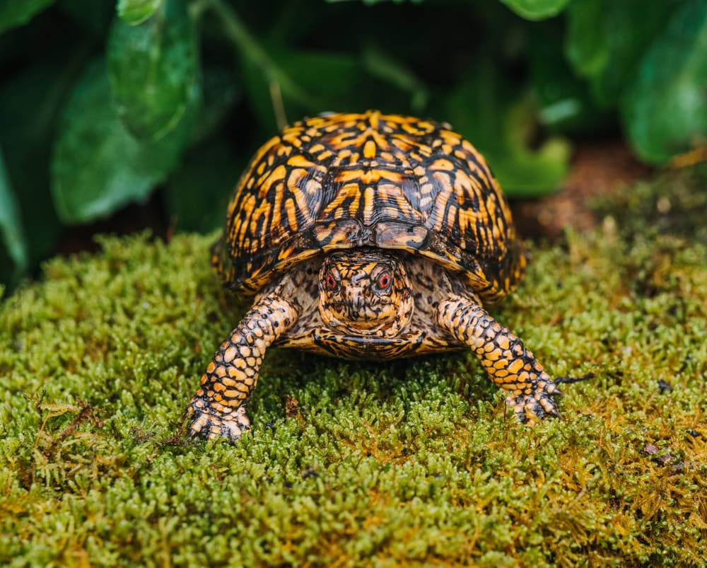 Eastern-box-Turtle-standing-in-the-forest