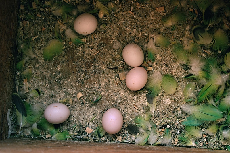 Eggs of a Parakeet in her birdhouse