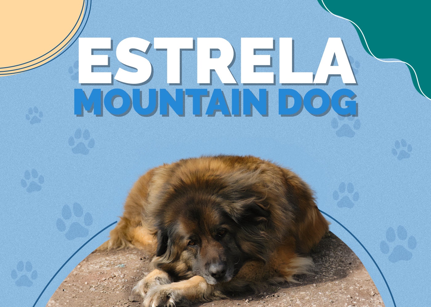 Estrela Mountain Dog