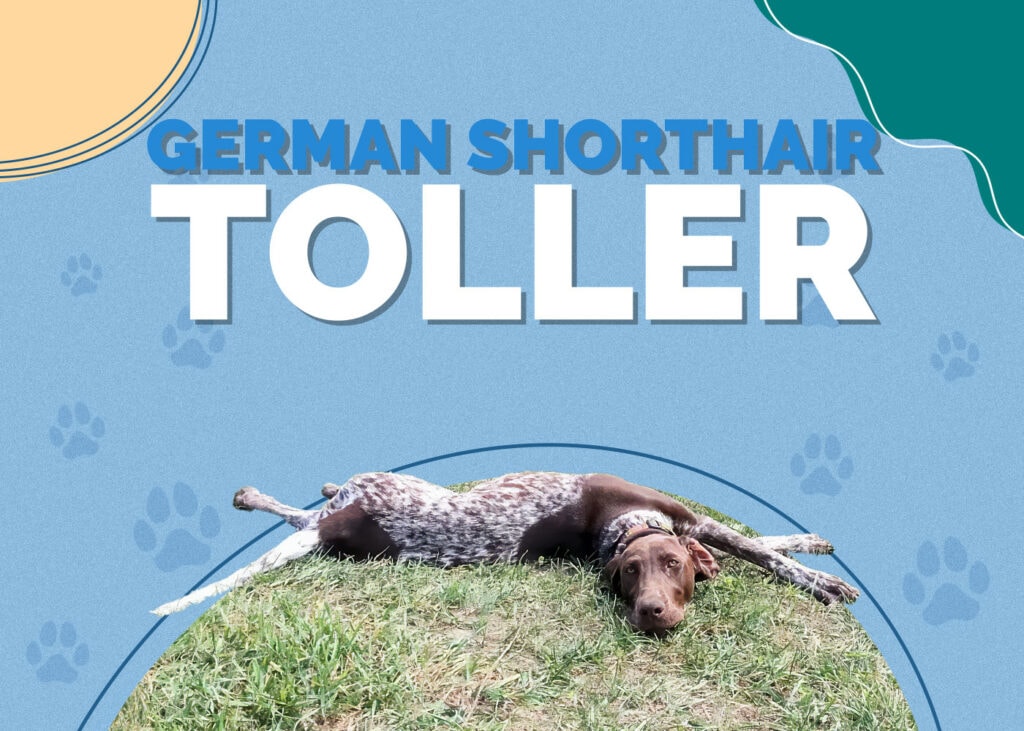 German Shorthair Toller
