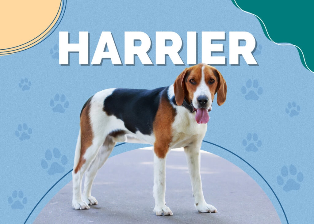 Harrier
