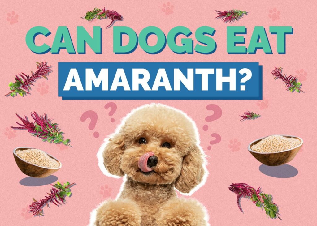 Can Dogs Eat Amaranth
