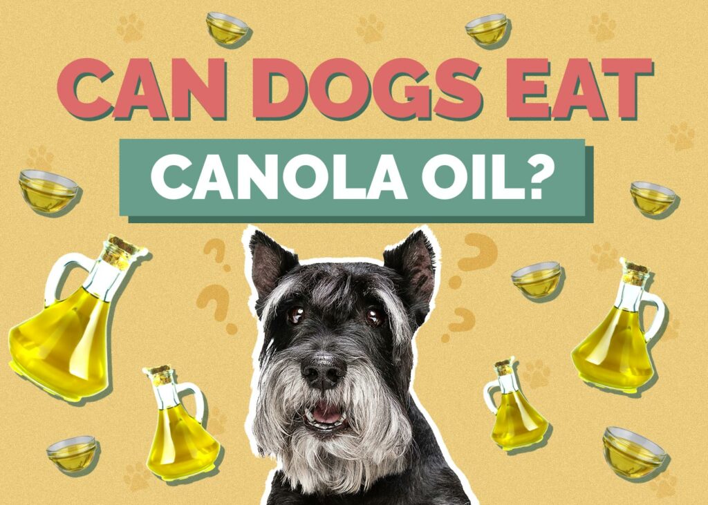 Can Dogs Eat Canola Oil