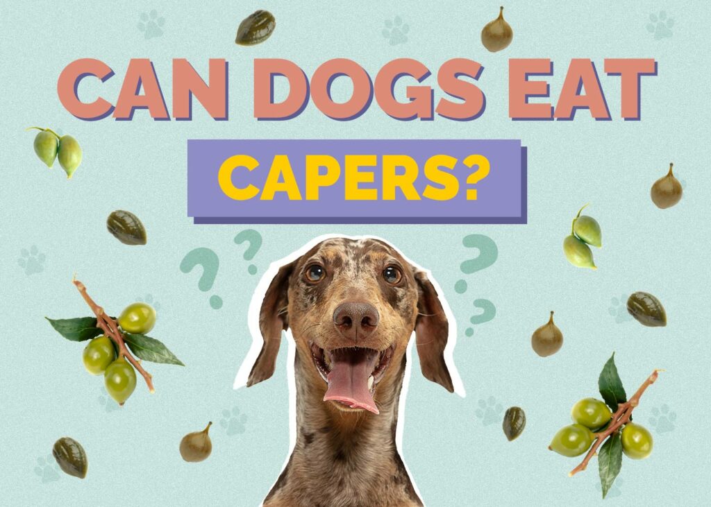 Can Dogs Eat Capers