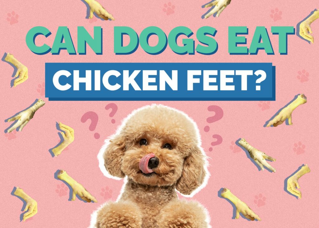 Can Dogs Eat Chicken Feet