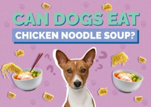 Can Dogs Eat Chicken Noodle Soup? Vet-Reviewed Nutrition Facts Hepper